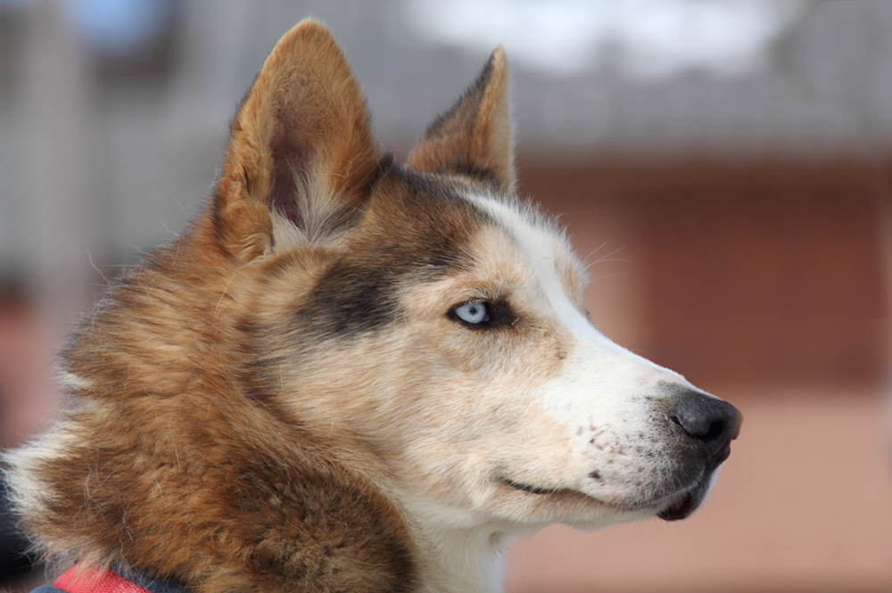 Husky 01.jpg