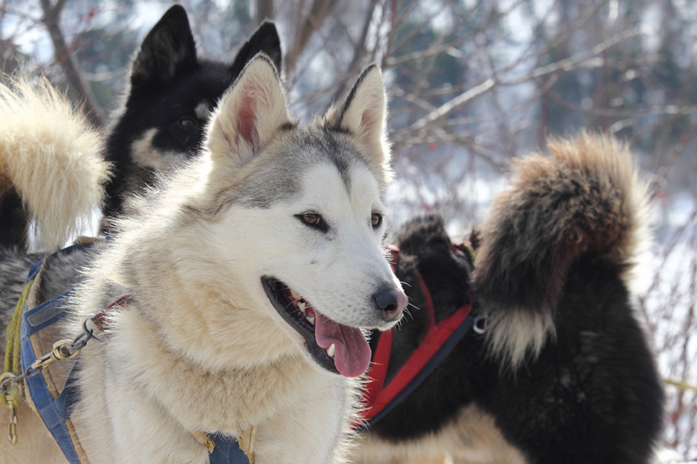 Husky 02.jpg