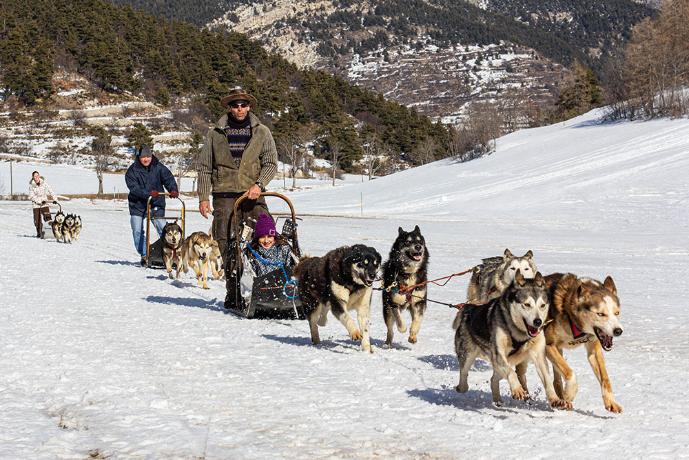 Husky 08.jpg