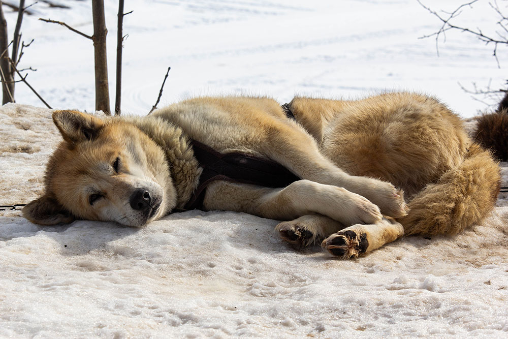 Husky 09.jpg