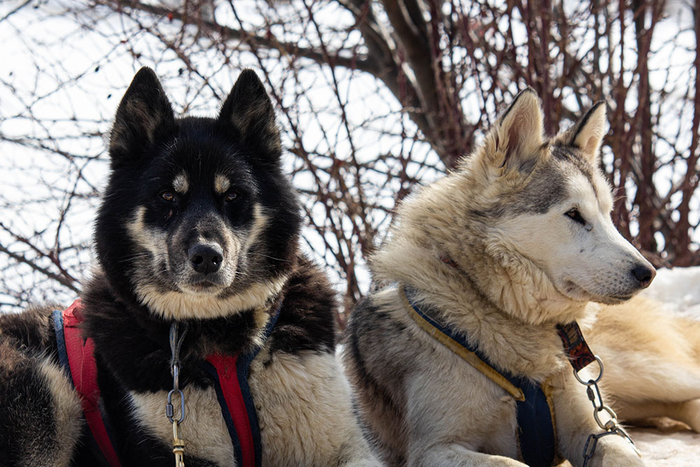 Husky 10.jpg