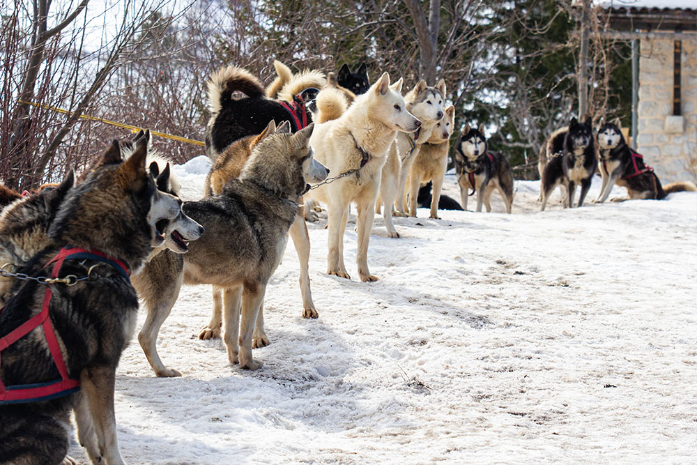 Husky la meute 02.jpg