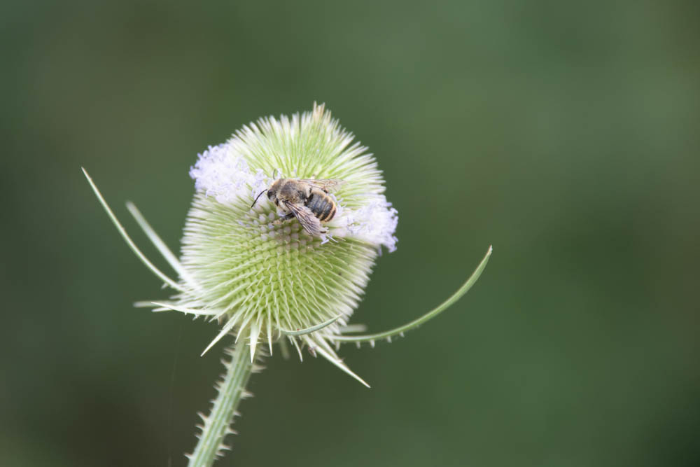 K1__0755.jpg