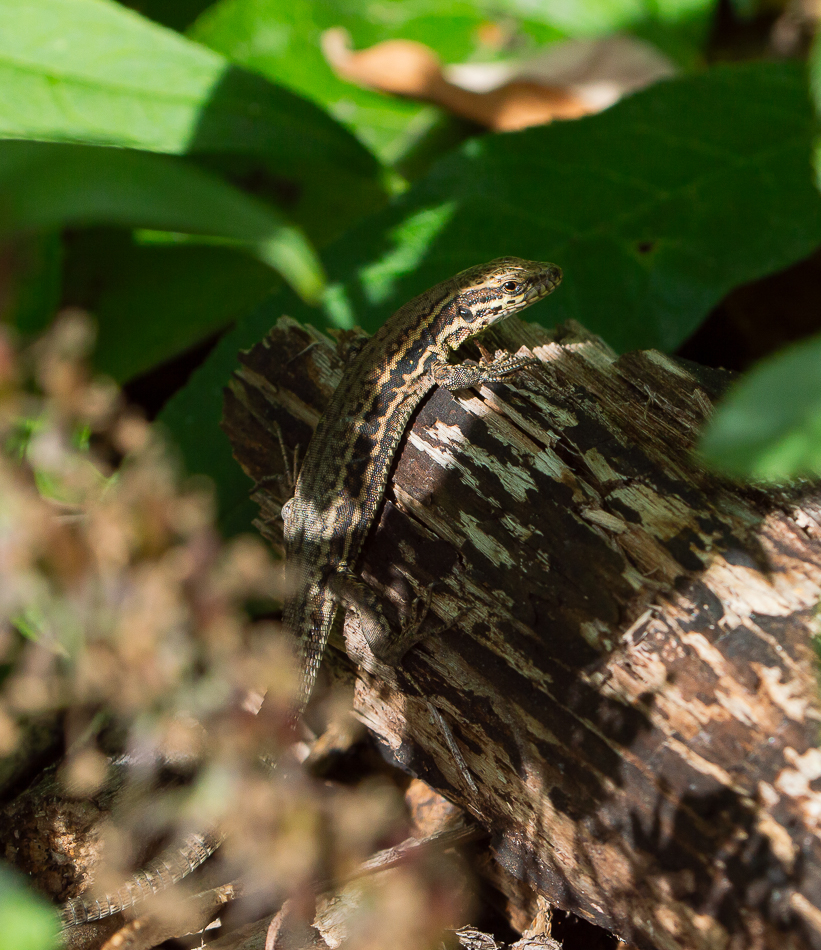 Lézard des murailles_DSC0062.jpg