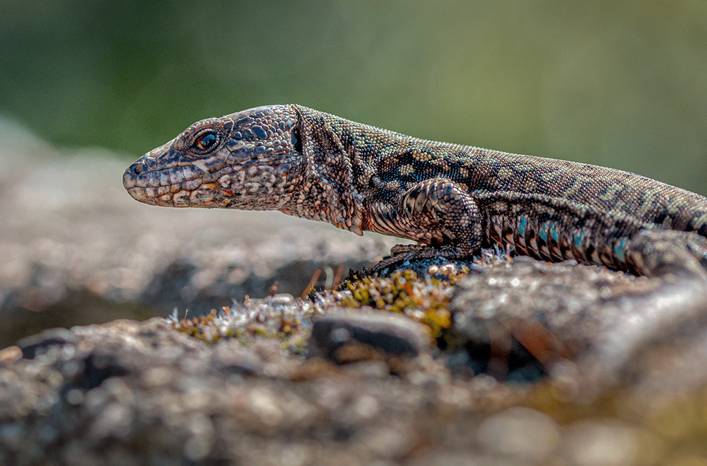 MACRO -106 copie lezard 2.jpg