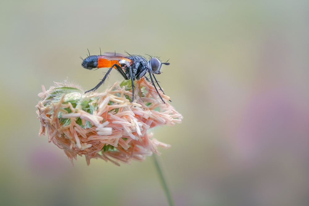 MACRO -116 CYLINDROMYIA AURICEPS copie.jpg