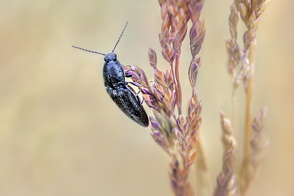 MACRO -25 TAUPIN copie.jpg