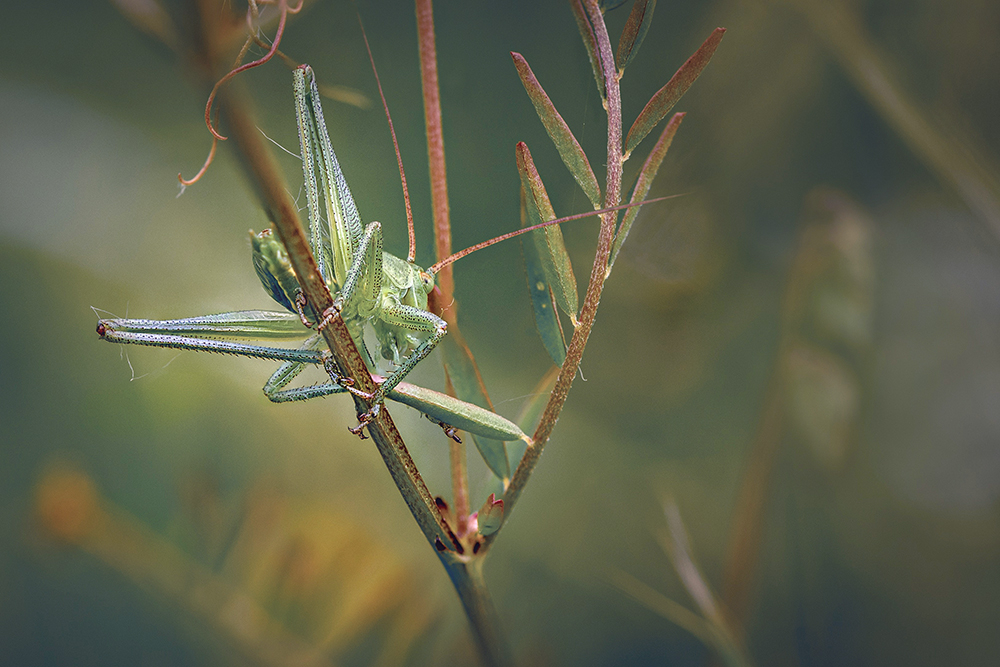 MACRO -49 copie.jpg