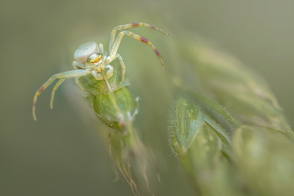 MACRO -56 Thomise variable; Misumena vatial copie.jpg