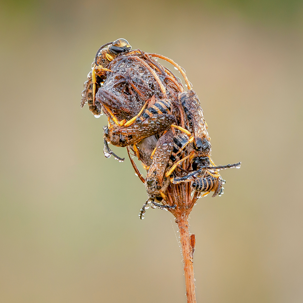 MACRO -98 copie dortoir.jpg