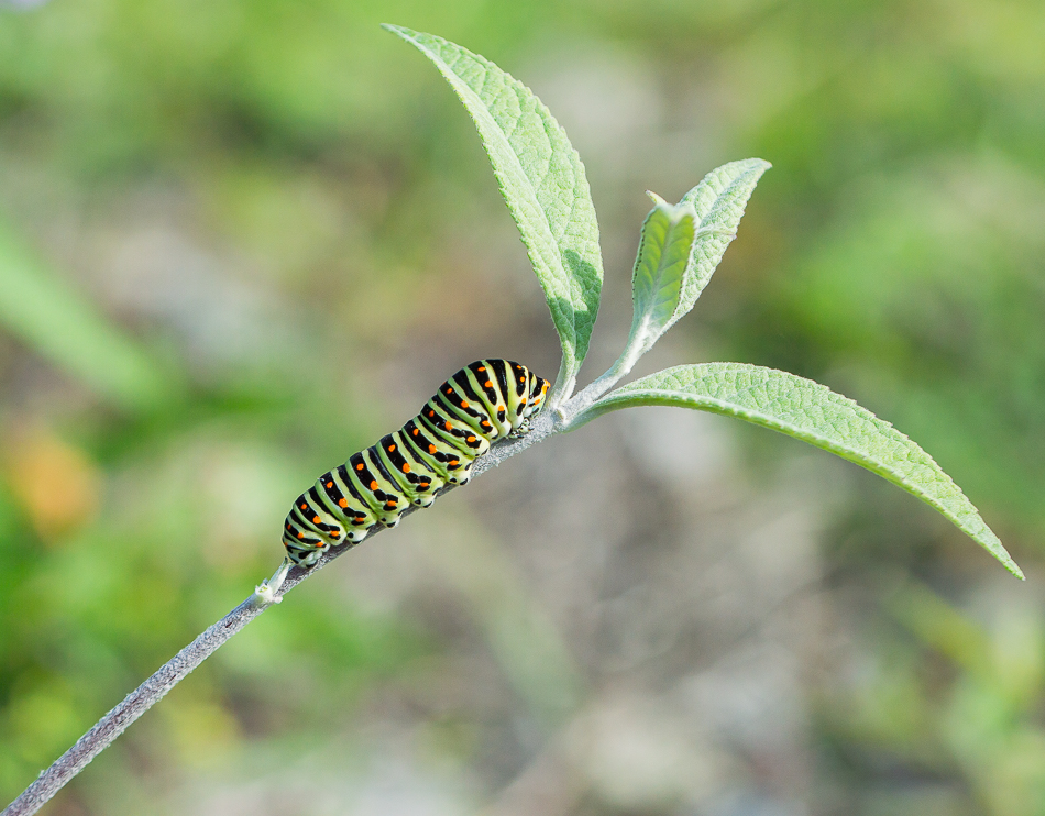 Machaon chenille_DSC0099-2.jpg