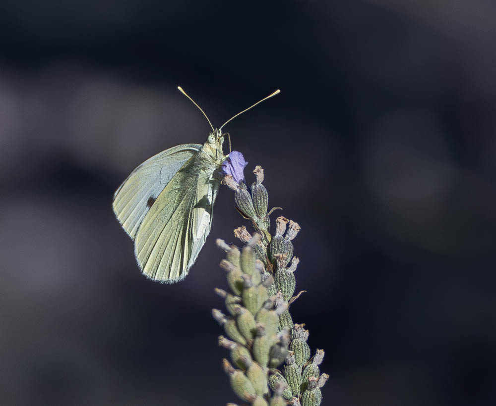 Papillon_1.jpg