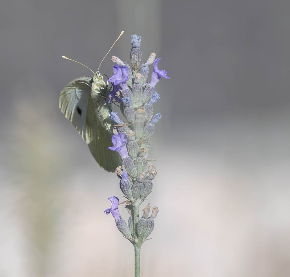 Papillon_2.jpg