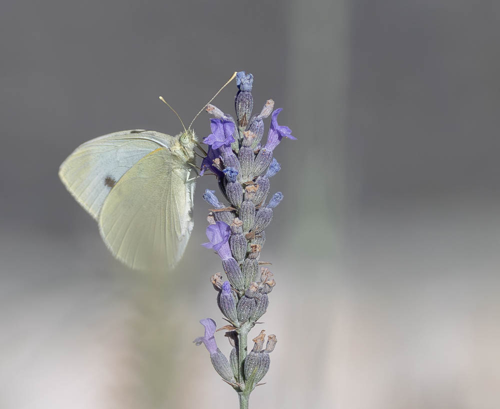Papillon_3.jpg