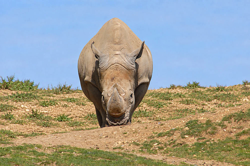 Rhinocéros_nature_(1000px).jpg