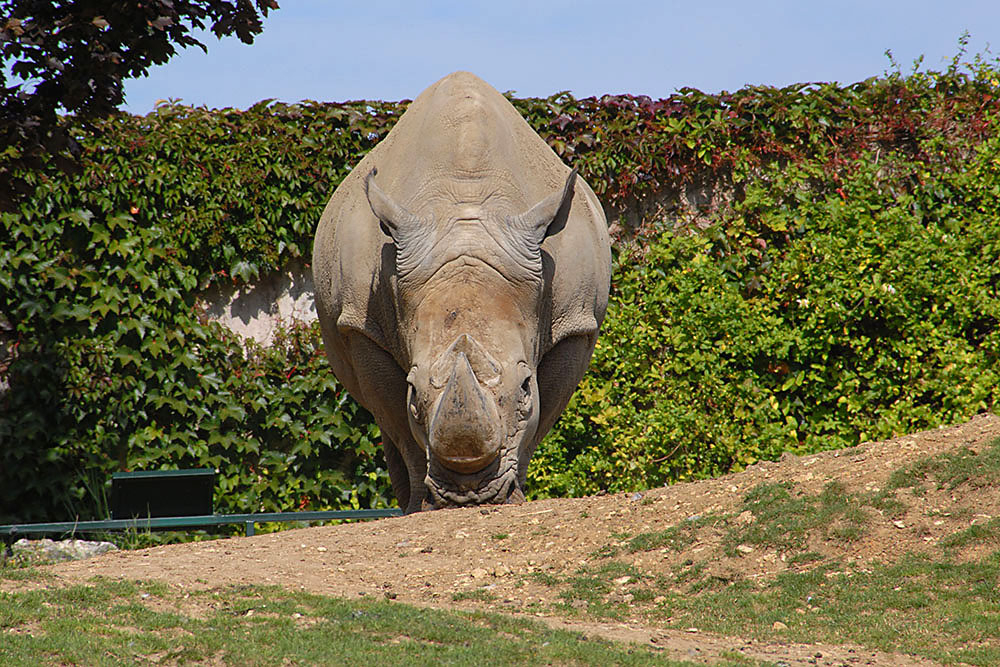 Rhinocéros_zoo_(1000px).jpg