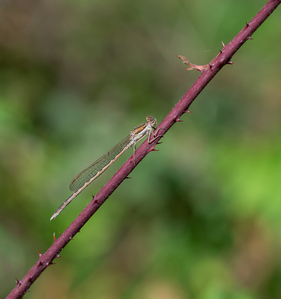 Sympecma fusca.jpg