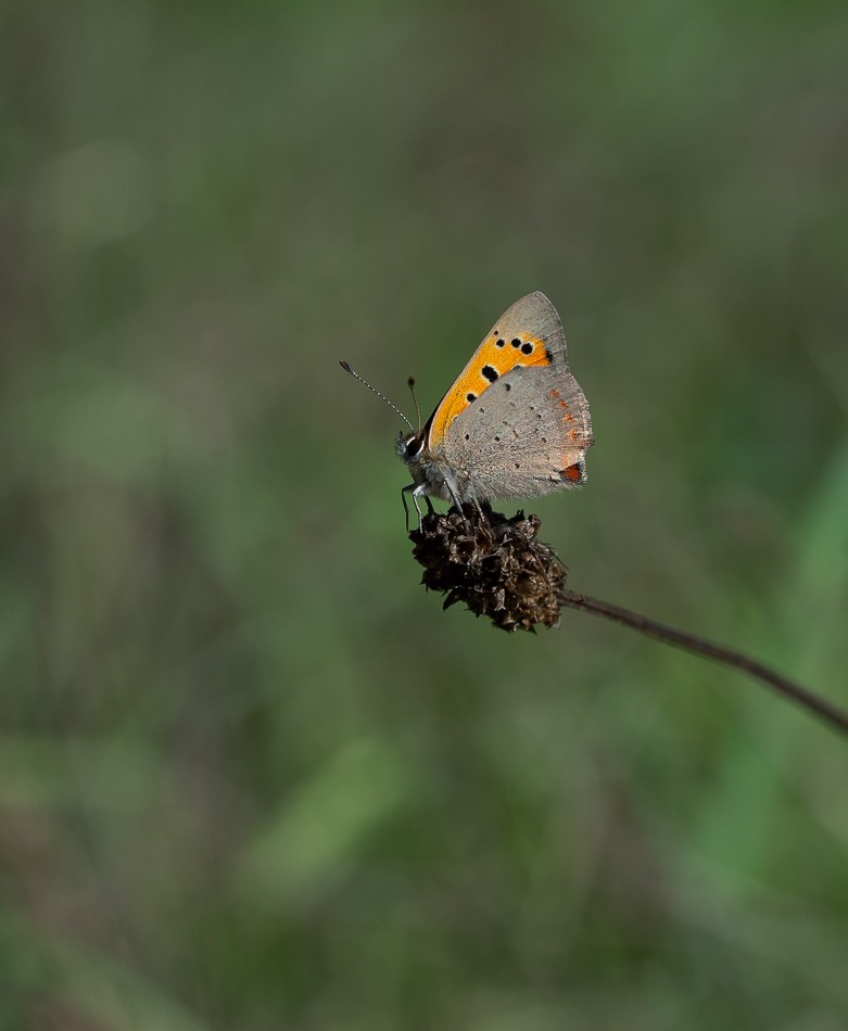 _DSC0129-2.jpg