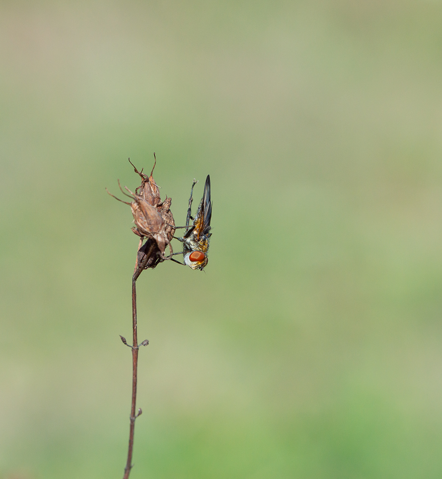 _DSC0341-2.jpg