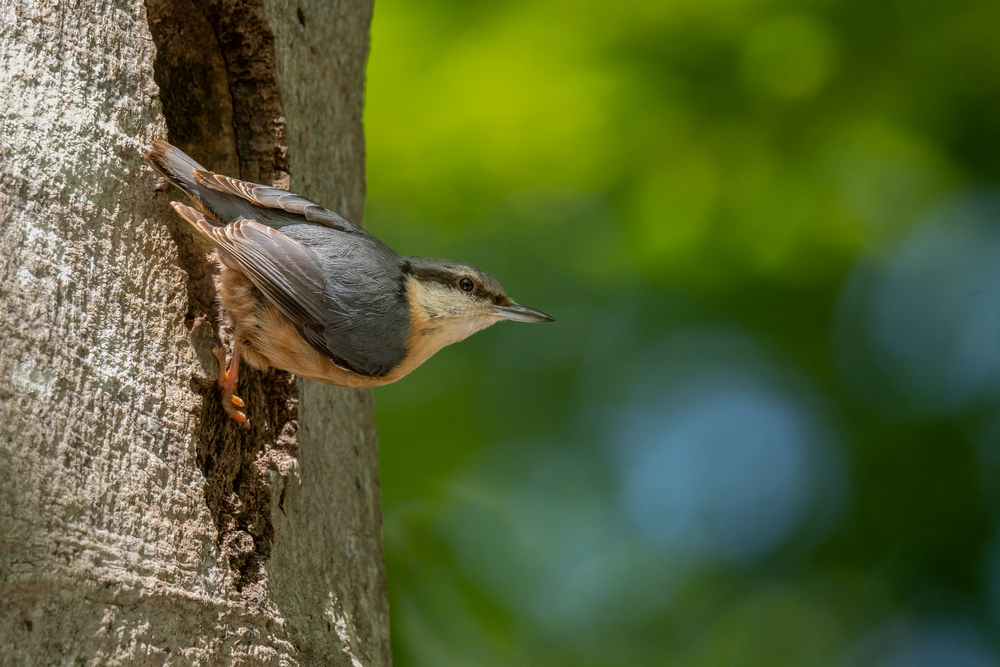 _DSC8376.jpg