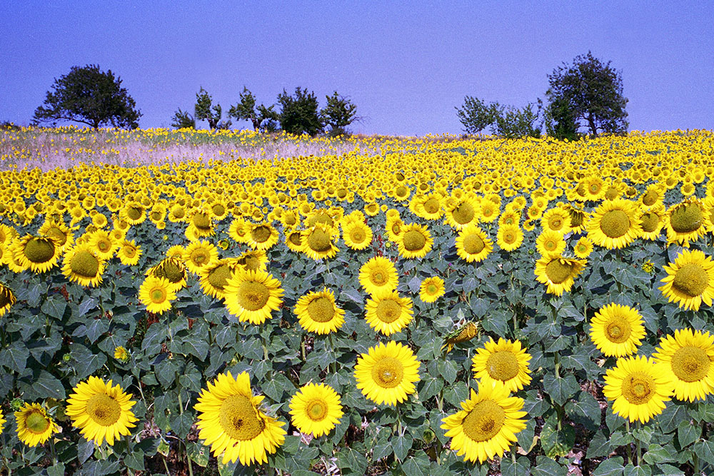 champ_soleils_IA_(1000px)2.jpg