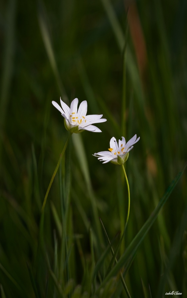 deux fleurs-4987 fp.jpg