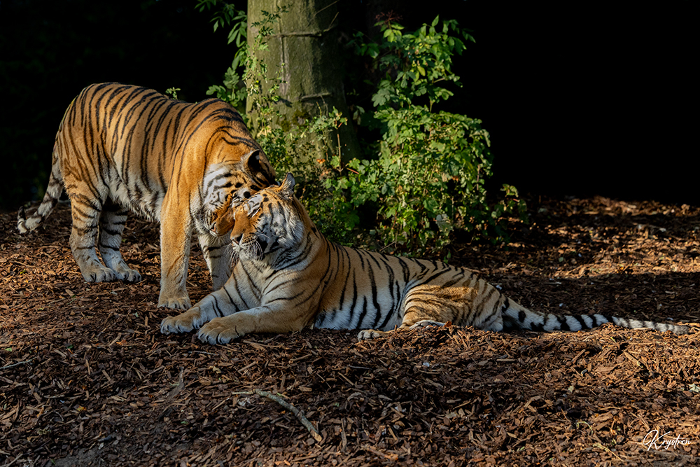 duo-tigre.jpg