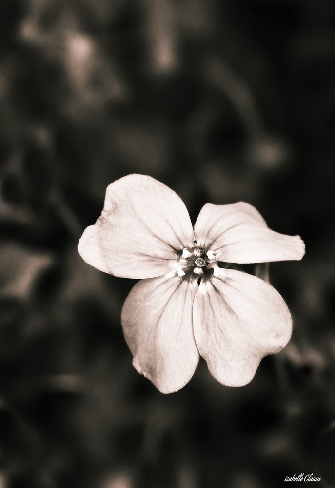 fleurs e10-4318 fp.jpg