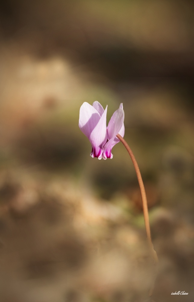 fleurs e12-2704 fp.jpg