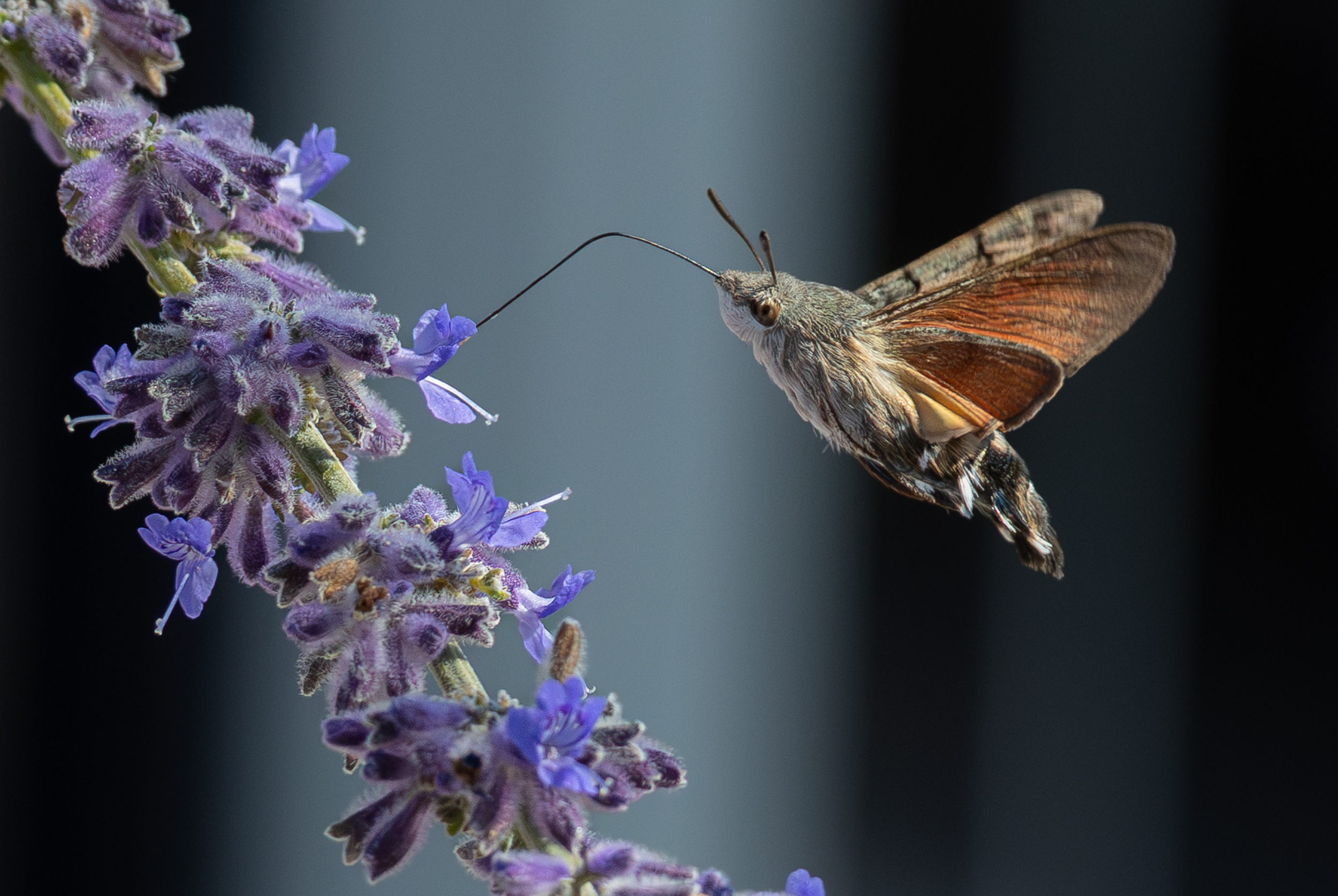 large.Moro-sphinx(Macroglossumstellatarum)_1.jpg