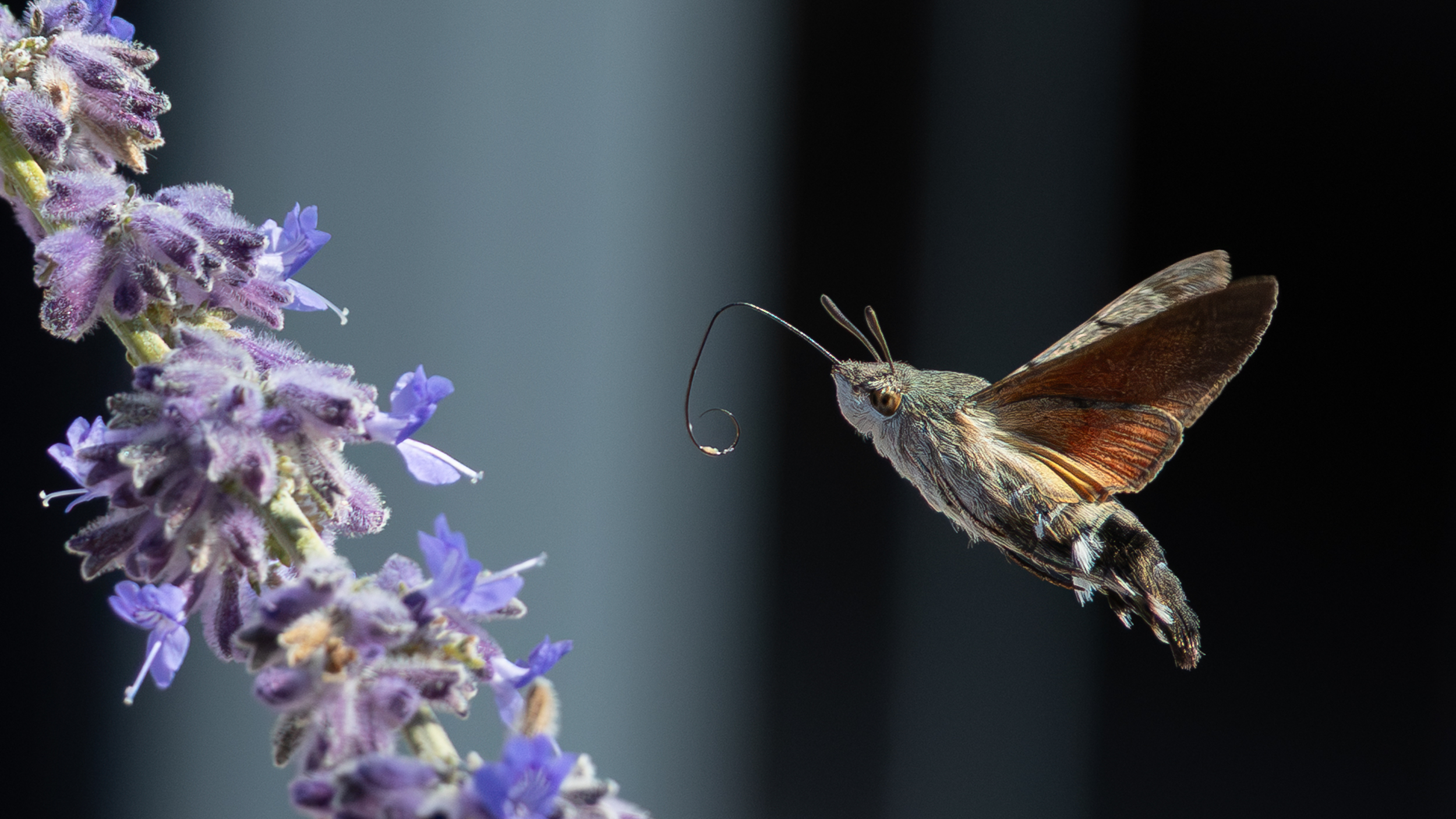 large.Moro-sphinx(Macroglossumstellatarum)_2.jpg