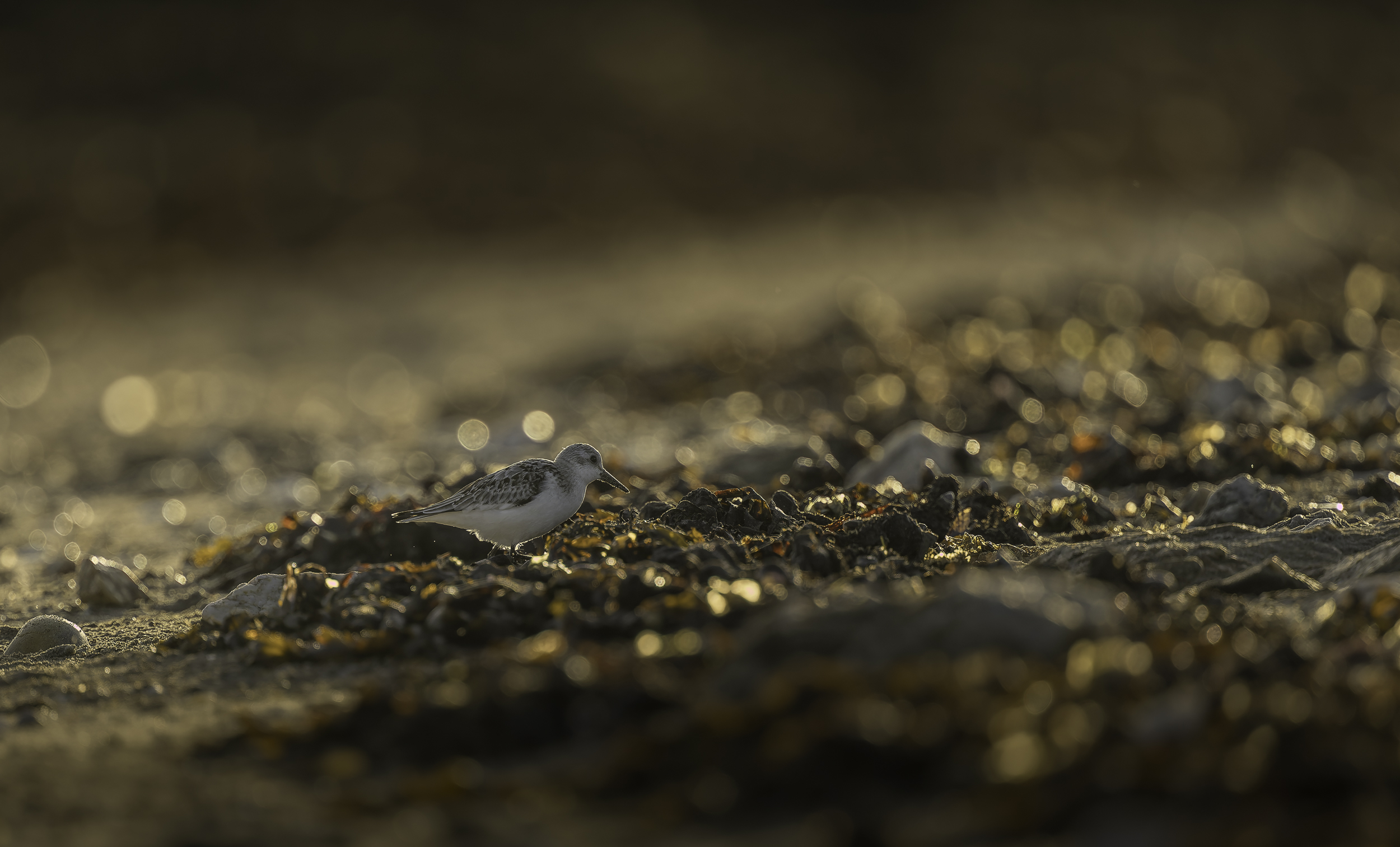 large.Sth-A7RVI-48.jpg