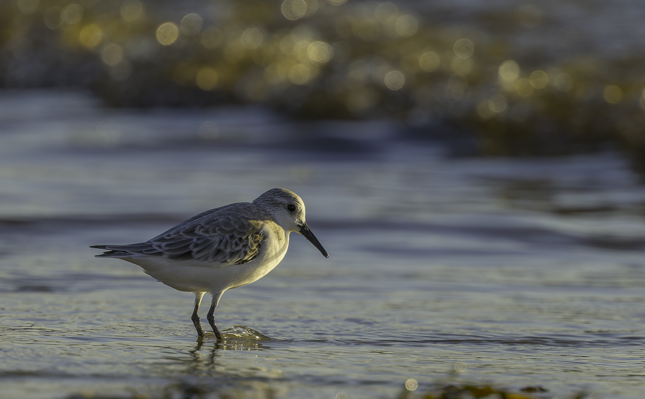 large.Sth-A7RVI-54.jpg