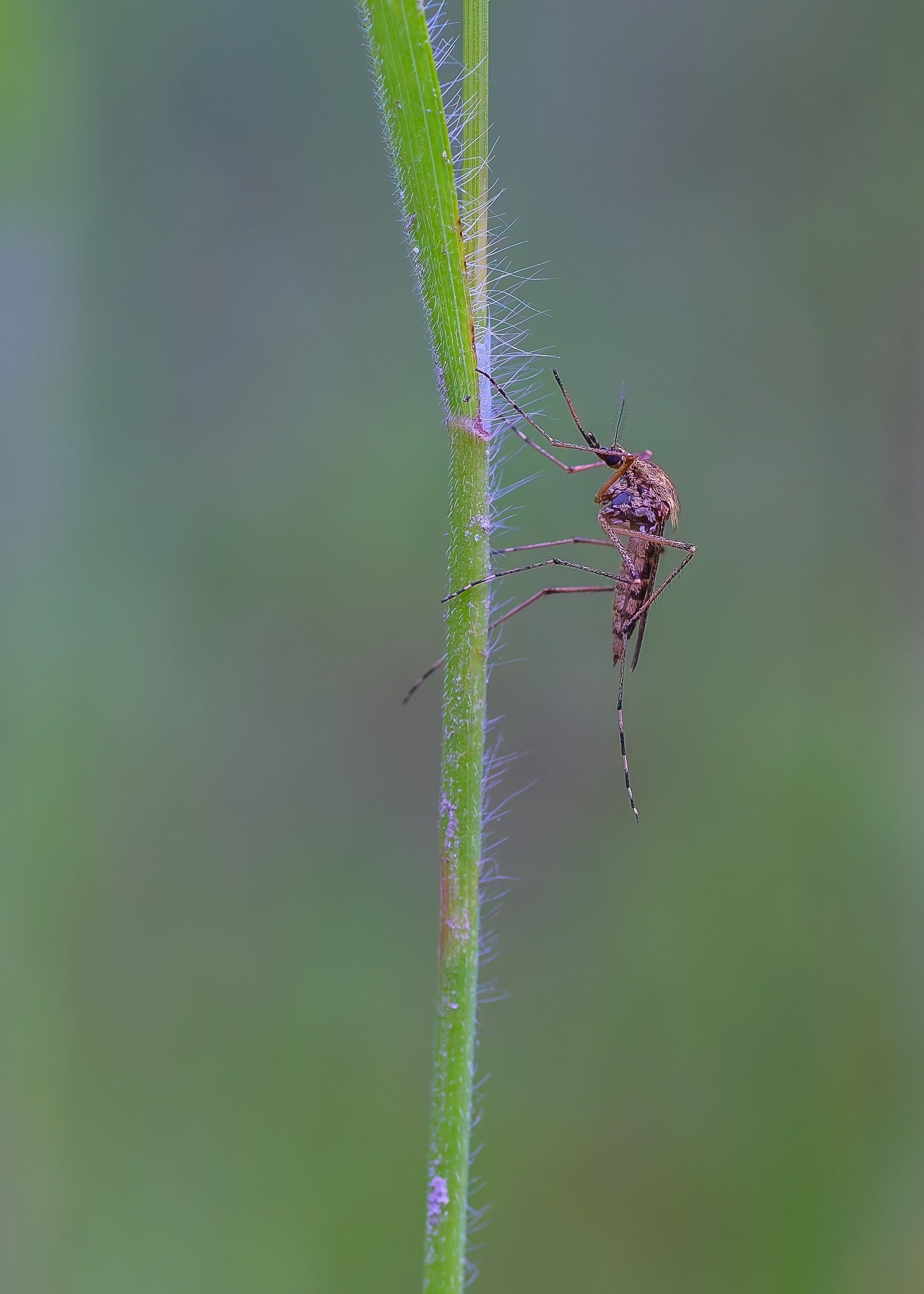 large_1530.jpg