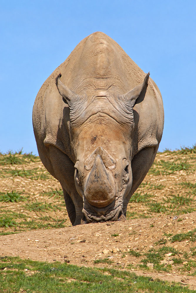 rhinoceros_IA_(1000px.jpg