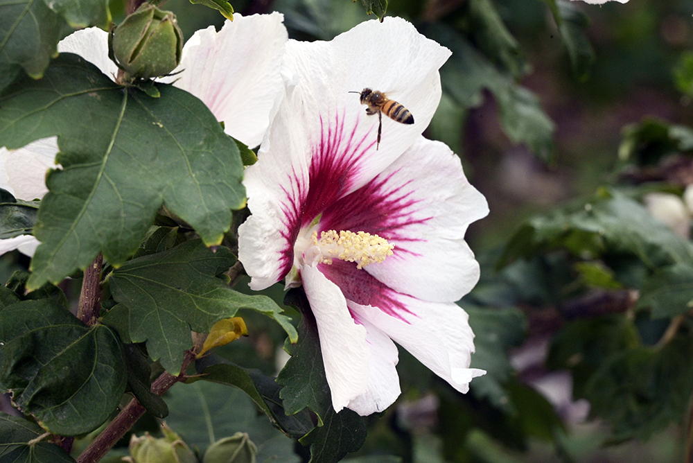 s_abeille.jpg