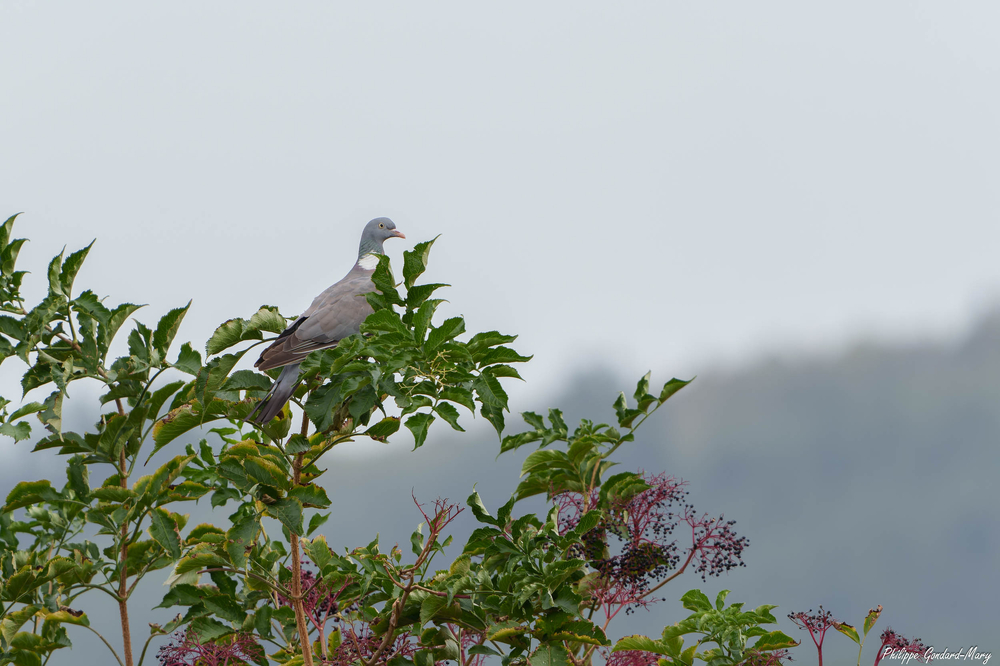 2026_08_27_001_Pigeon.jpg