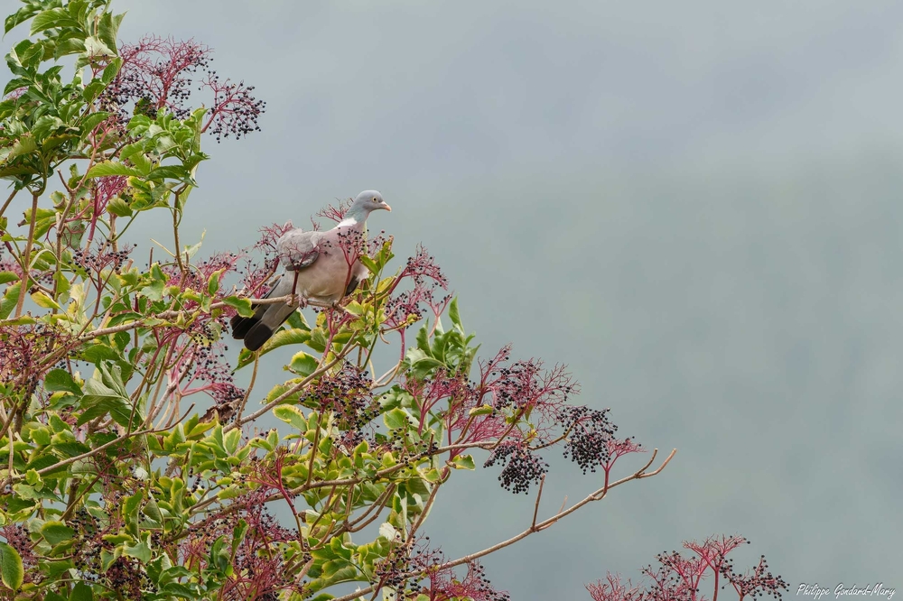 2026_08_27_003_Pigeon.jpg