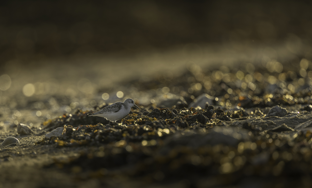 Sth-A7RVI-48.jpg