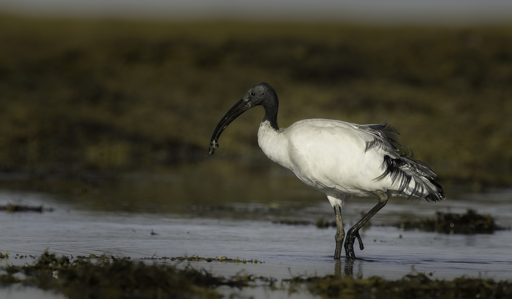 Sth-A7RVI-50.jpg