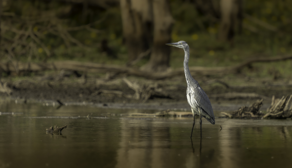 Sth-A7RVI-57.jpg