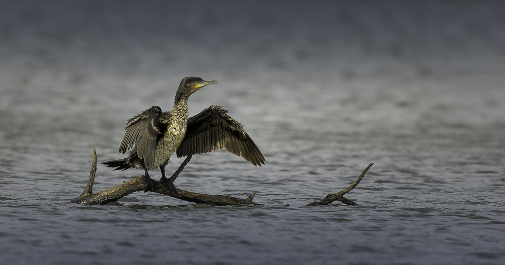 Sth-A7RVI-58.jpg