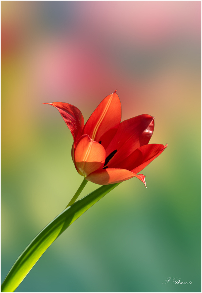 00762-Tulipe.jpg