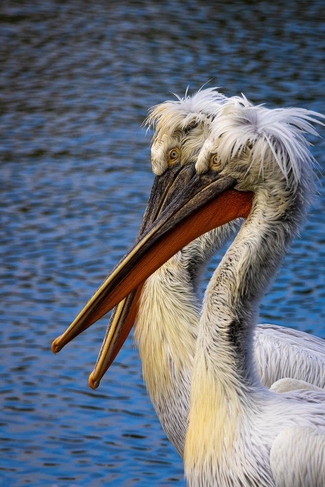 0S6A4934_PS_F2P_small.jpg