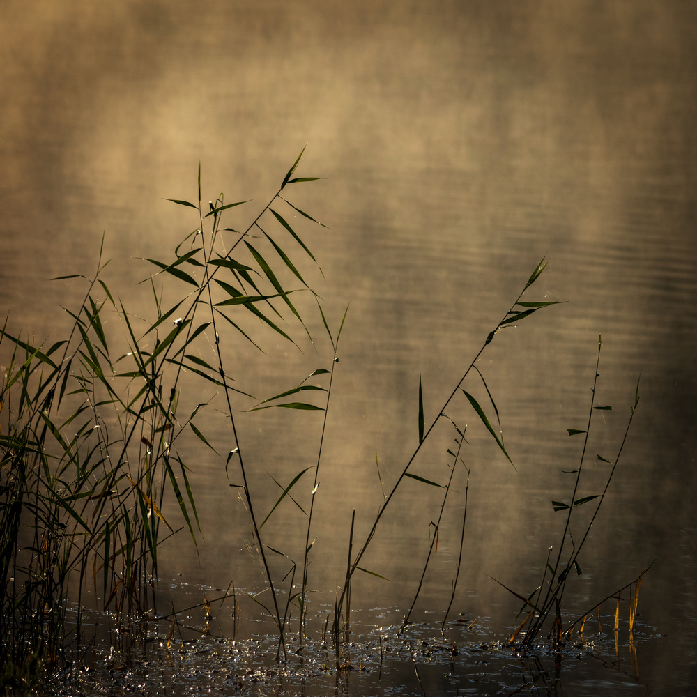 0S6A5119_B_PS_small_F2P.jpg