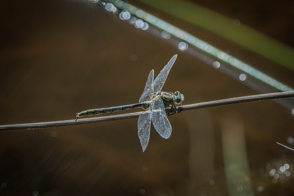 1A3A5459- Gonfre joli R.jpg