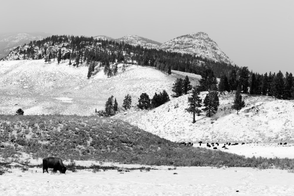 20260219-0302 Yellowstone 0532_DxO_3.jpg
