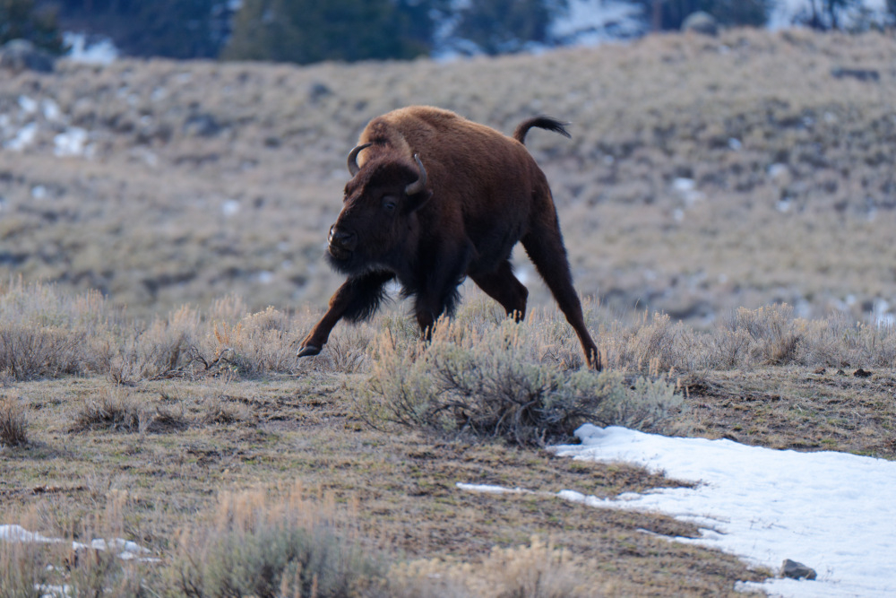 20260219-0302 Yellowstone 4462_DxO.jpg