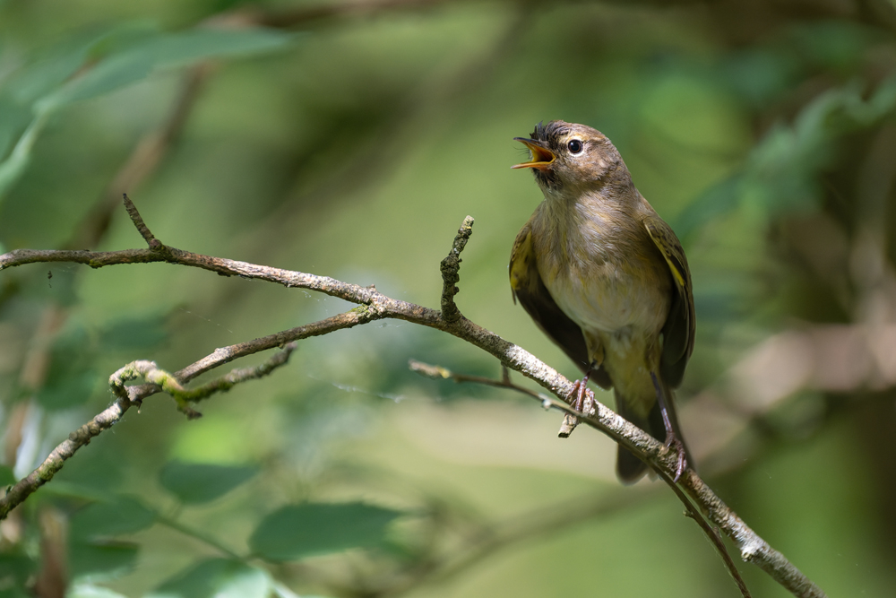DSCF4298-copie.jpg
