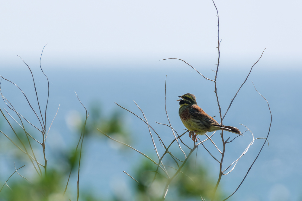 DSCF8316-copie.jpg